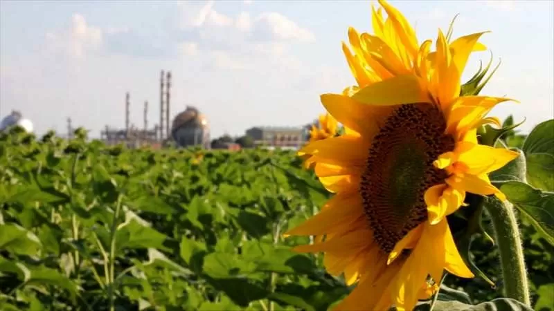 Закупаем отходы масличных культур