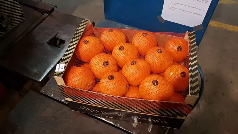 Продаем апельсины из Испании 7
