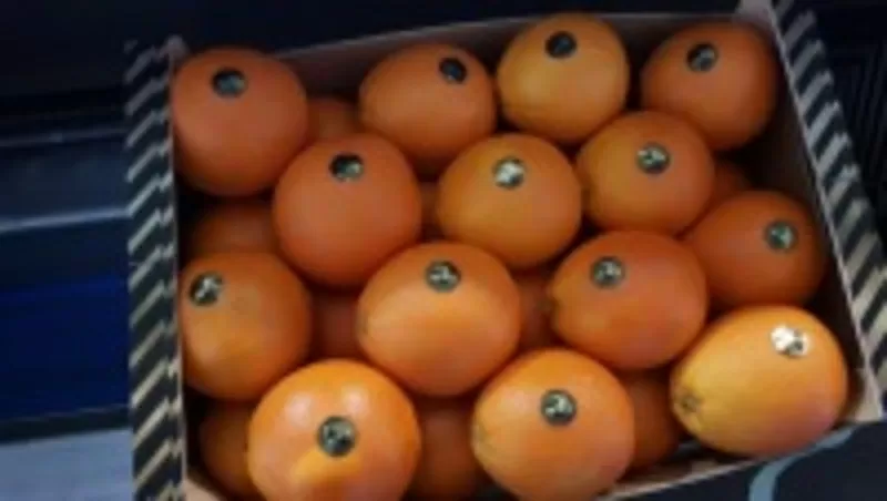 Продаем апельсины из Испании 9