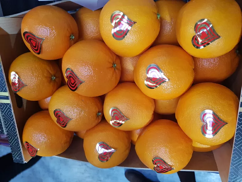 Продаем апельсины из Испании 10