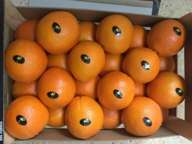 Продаем апельсины из Испании 3