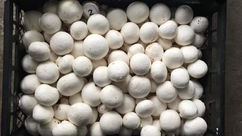 Продам грибы шампиньоны со своей грибной фермы
