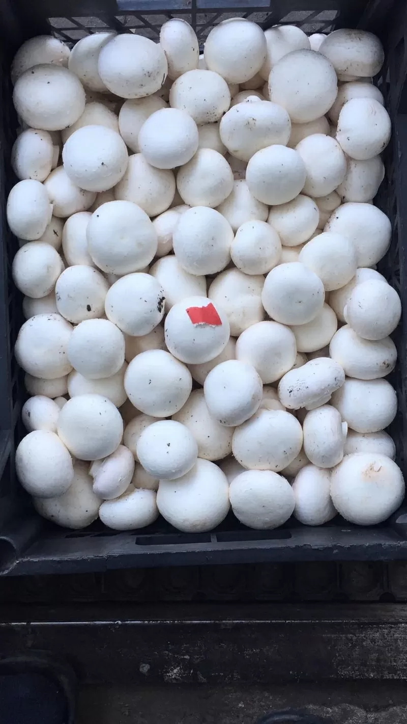 Продам грибы шампиньоны со своей грибной фермы 2