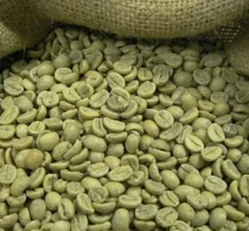Зеленый дикий кофе Робуста сырой Уганда