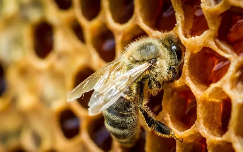 Продам бджолопакети в травні 2021