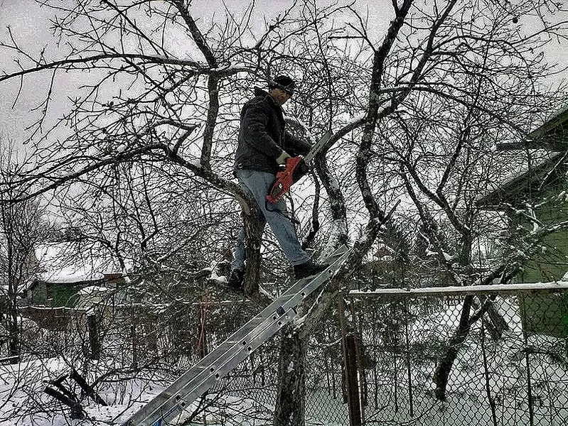 Обрезка сада. Плодовых,  декоративных деревьев 3