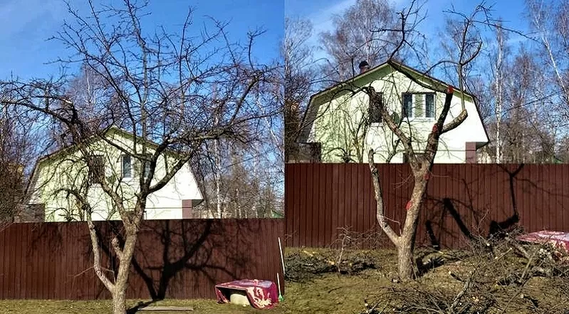 Обрезка сада. Плодовых,  декоративных деревьев 2