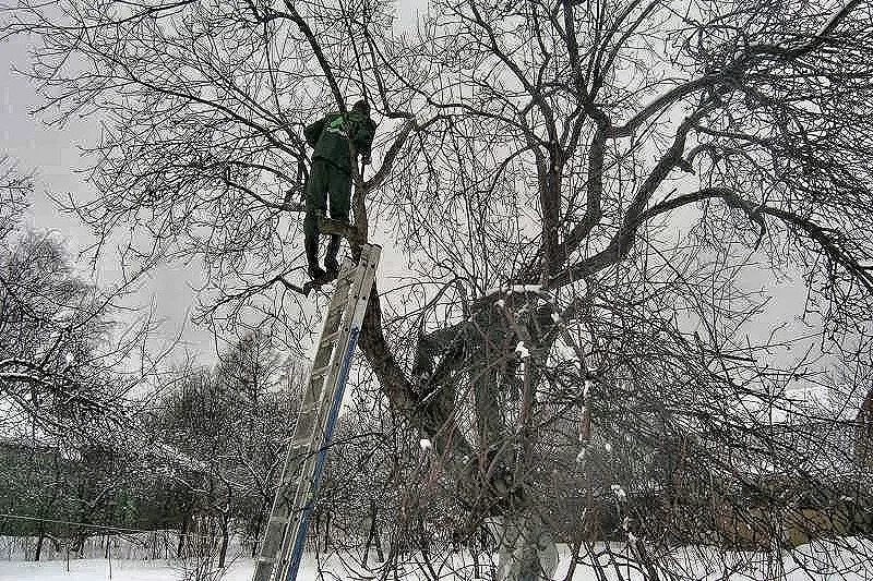 Обрезка сада. Плодовых,  декоративных деревьев 9