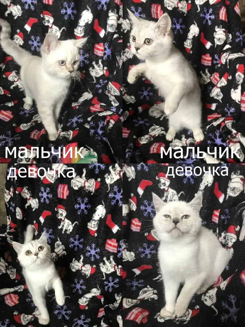 шотландские прямоухие котята