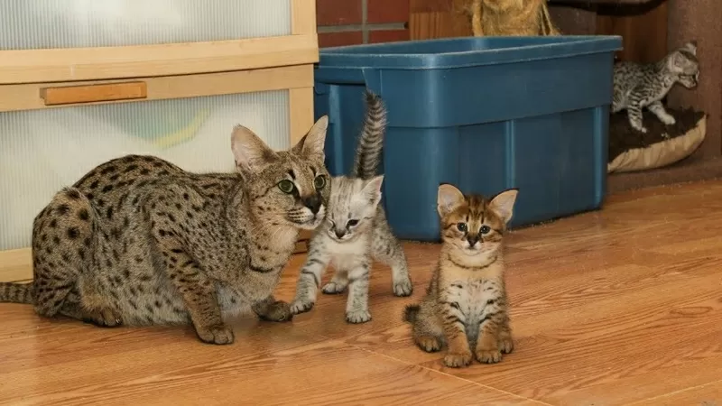 Доступны котята F2 Savannah.