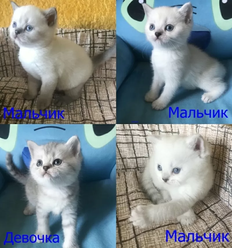Шотландские котята в продаже