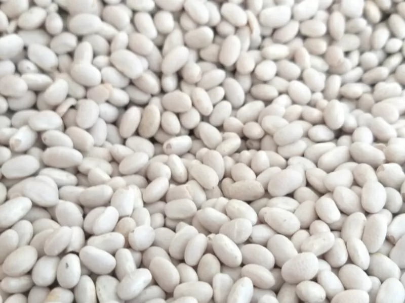 Квасоля на продаж. 20 видів сортової квасолі