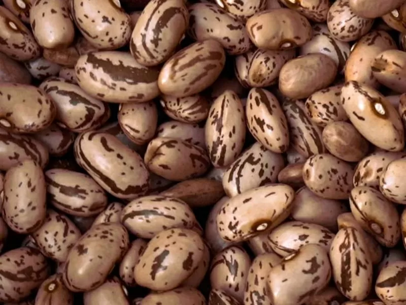 Сортова квасоля оптом. Доставка по Україні